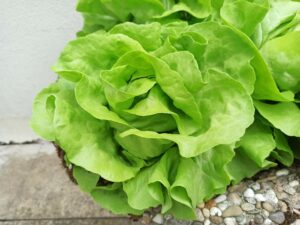 plantbased food Salat