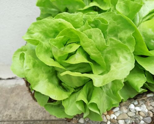 plantbased food Salat