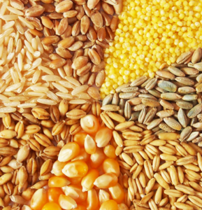 Pflanzliche Proteinquellen Getreide